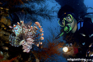 Marco - Lionfish Spotter by David Henshaw 